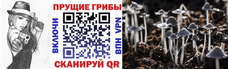 дарк нет телеграм  Любим  Галлюциногенные грибы мицелий  мега вход 